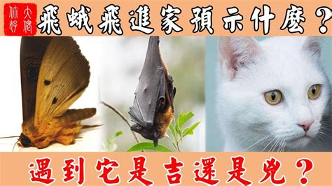 蛾飛進房間|【大蛾飛進家裡】大蛾飛進家裡！當心「這兩件事」將發生！